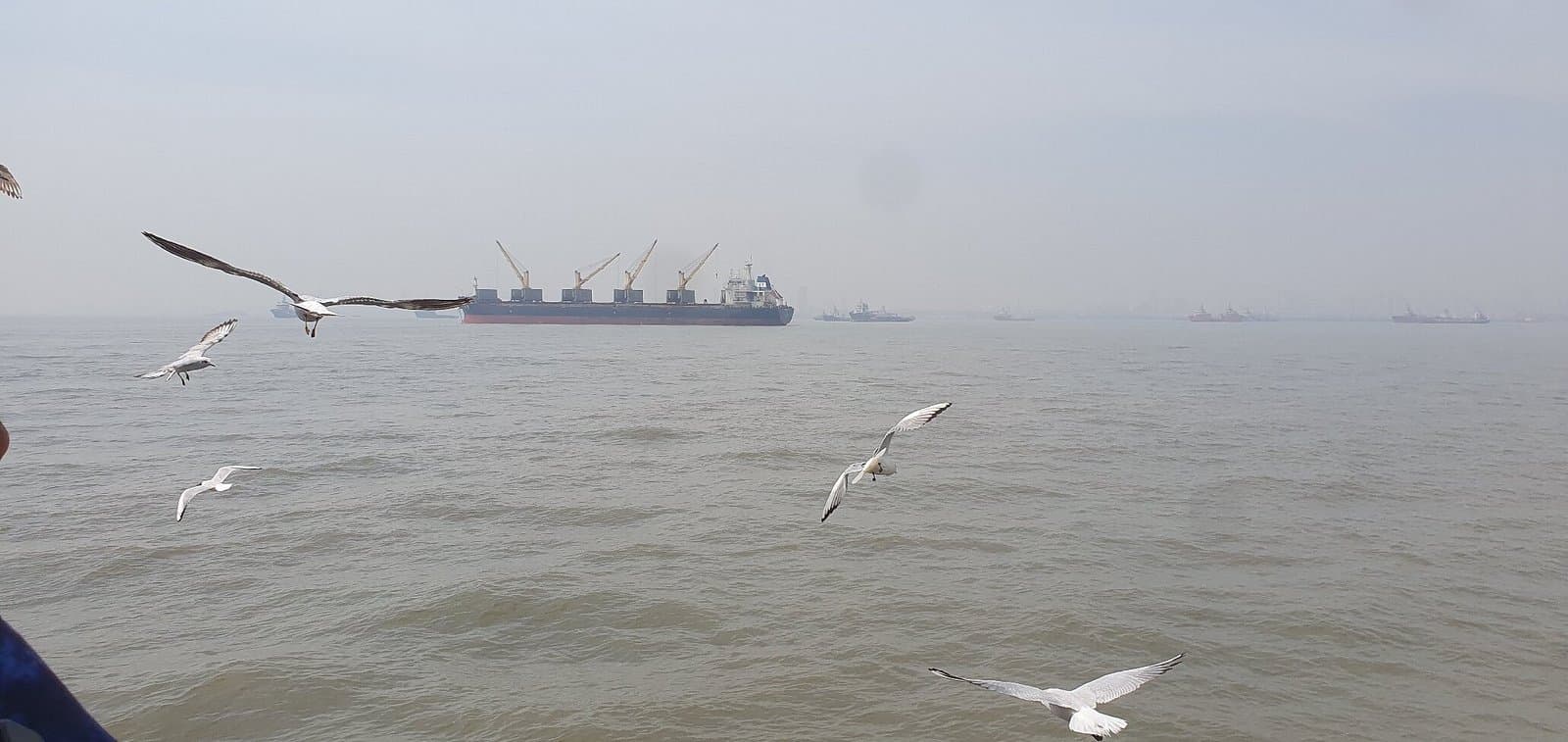 Seagulls and ships in Mumbai Harbour on the ferry crossing