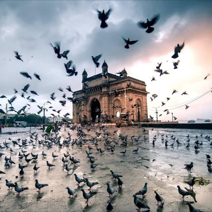Pigeons taking flight at the Gateway of India